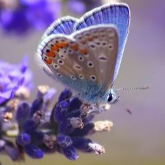 Vickie Rhodes Photo 10