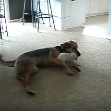 Candice Austin Photo 12