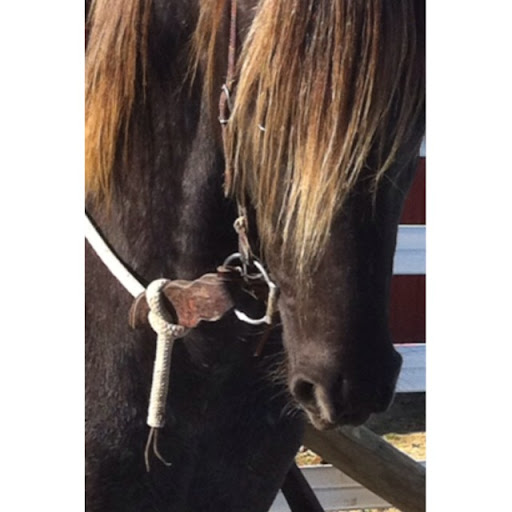 Daniel Lapp Photo 25