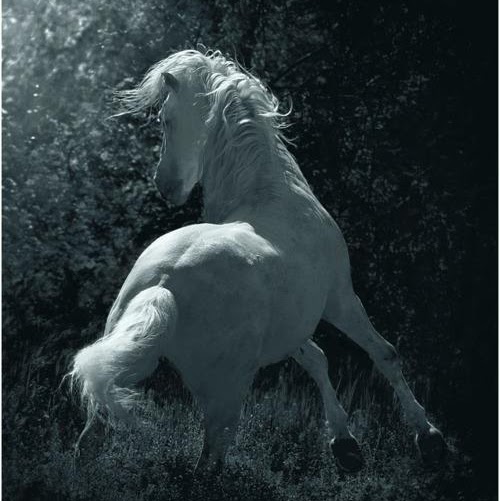 Elizabeth Cornell Photo 35