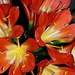 Suzanne Walther Photo 20