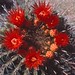 Patricia Bloom Photo 19