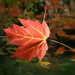 Carole Sweet Photo 4