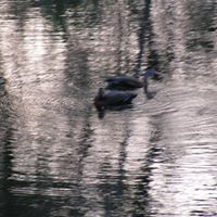 Kathleen Swan Photo 20