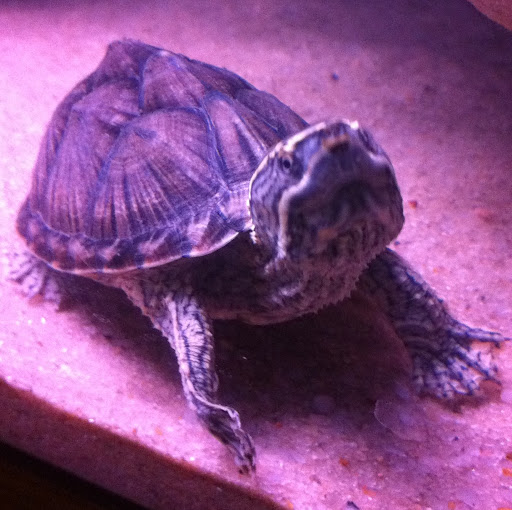 Travis Harmon Photo 6