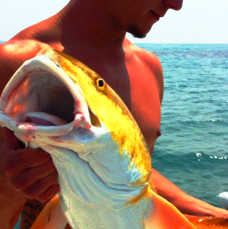 Joshua Stark Photo 17