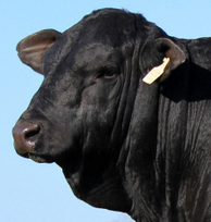 Brenda Peterson Photo 32