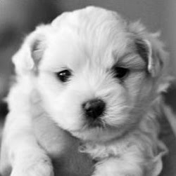 Sandra Heinrich Photo 17