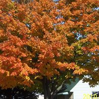 Victoria Dickerson Photo 23