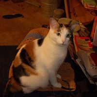 Deborah Wooten Photo 37