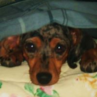 Jerry Donahue Photo 11 Jerry Donahue Photo 11