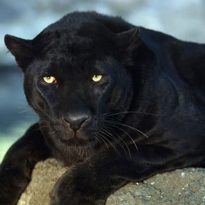 Randy Schmitz Photo 35 Randy Schmitz Photo 35