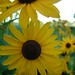 Susan Grow Photo 7