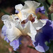 Carol Peach Photo 25