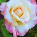Russell Sharp Photo 10