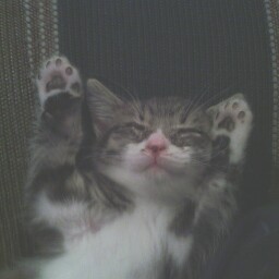 Eric Gibbs Photo 36 Eric Gibbs Photo 36