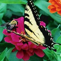 Cindy Barbour Photo 9