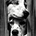 Cindy Borders Photo 24