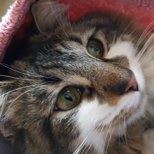 Tiffany Hernandez Photo 12