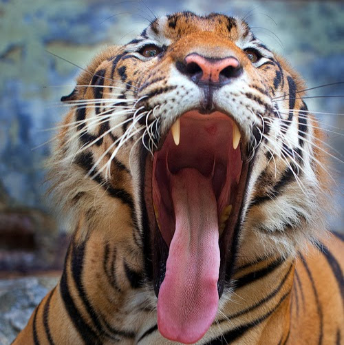 Gerhard Richter Photo 21 Gerhard Richter Photo 21