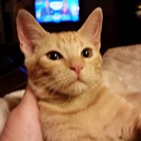 Julie Shirley Photo 25