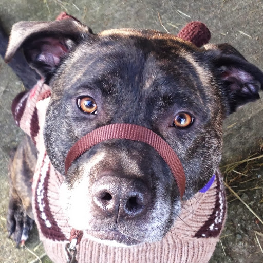 Allison Schaefer Photo 20