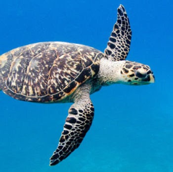 James Hackett Photo 42