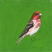 Lisa Finch Photo 24