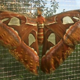 Maxine Anderson Photo 20