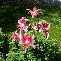 Cynthia Bacon Photo 22