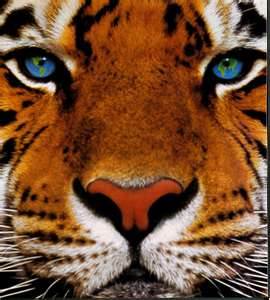 Rhonda Gibson Photo 21