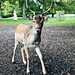 Bobbie Deer Photo 7