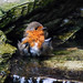 Deborah Pond Photo 8
