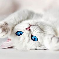 Debbie Cassidy Photo 21