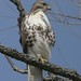 David Hawks Photo 37