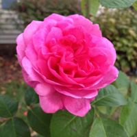 Teresa Metcalfe Photo 6