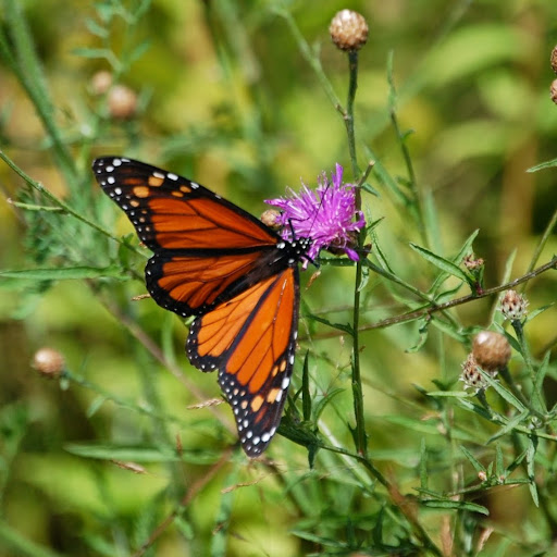 Michelle Johansen Photo 18