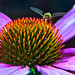 Robert Bloom Photo 32
