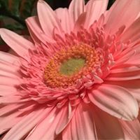 Kathleen Abbott Photo 14