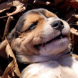 Julie Henson Photo 38