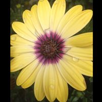 Cynthia Wegner Photo 15