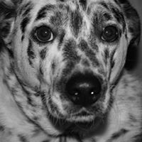 Cindy Canfield Photo 12