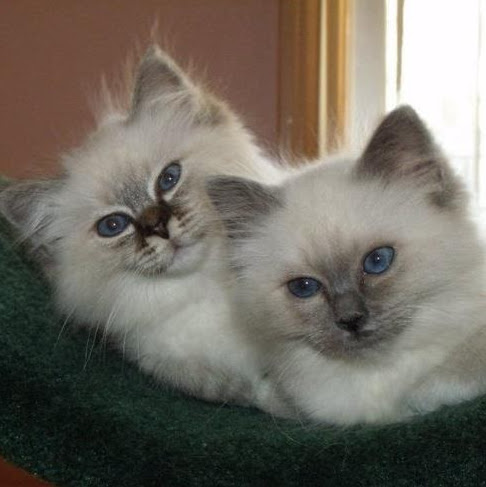 Colleen Chapman Photo 36