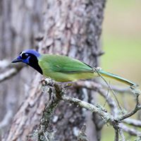 Julie Tidwell Photo 10