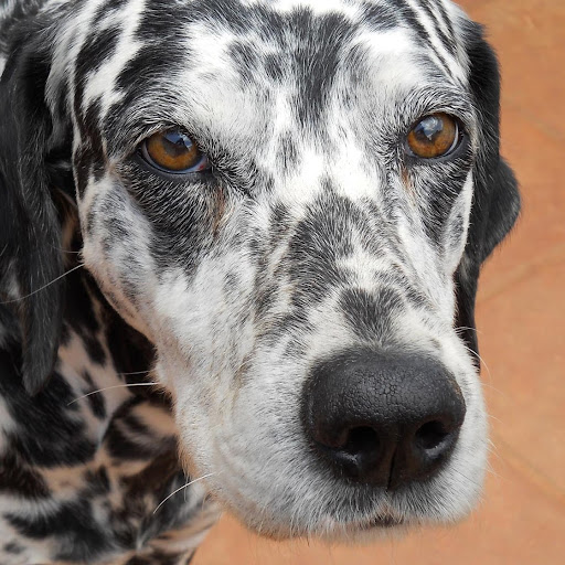 Craig Ellison Photo 24