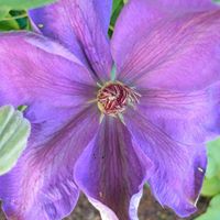 Shirley Barker Photo 9