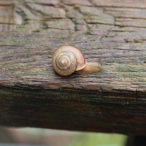 Anna Griffin Photo 18