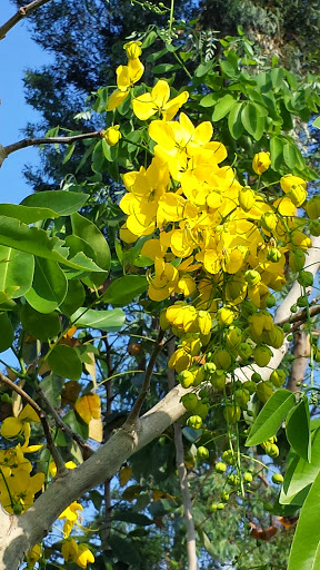 Cynthia Santana Photo 5