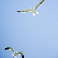 Bing Chen Photo 14