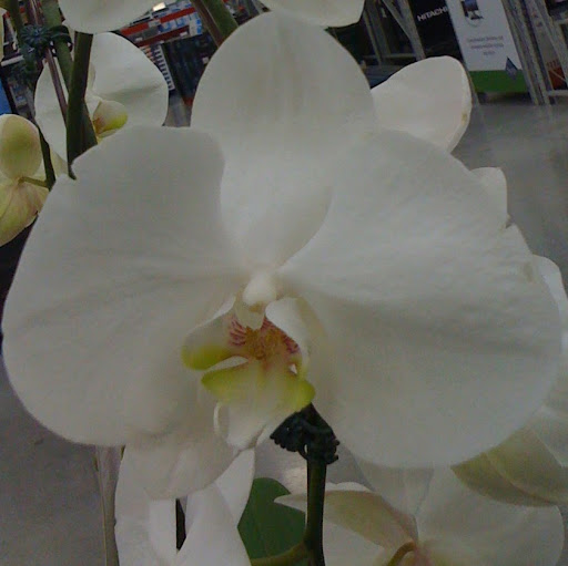 Lisa Howell Photo 25